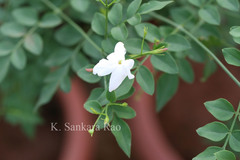 Jasminum grandiflorum